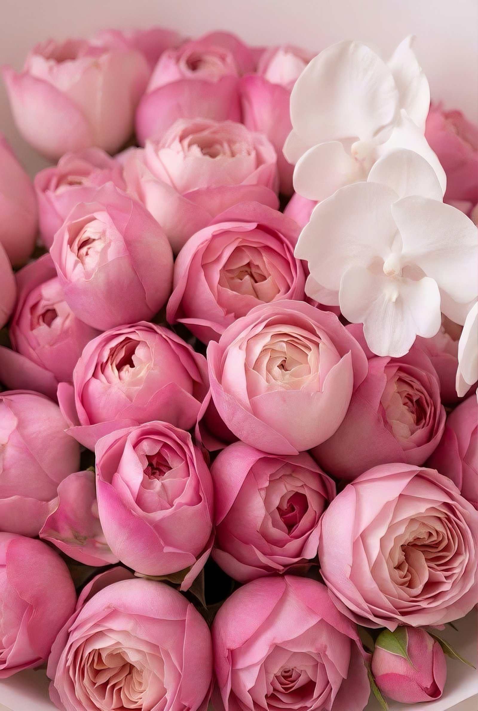 Blush Orchid Dream - View 2