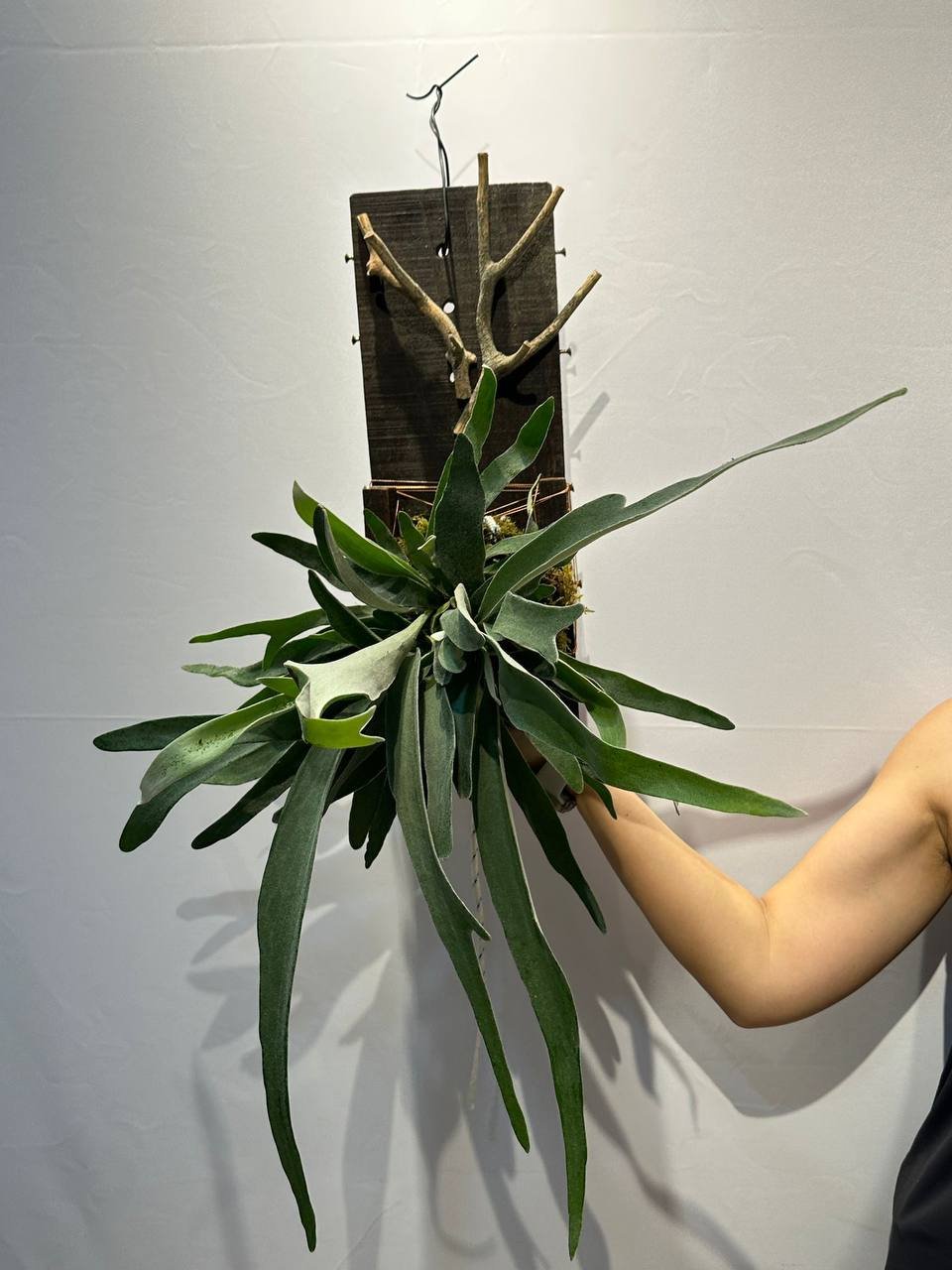 Staghorn Fern - View 1