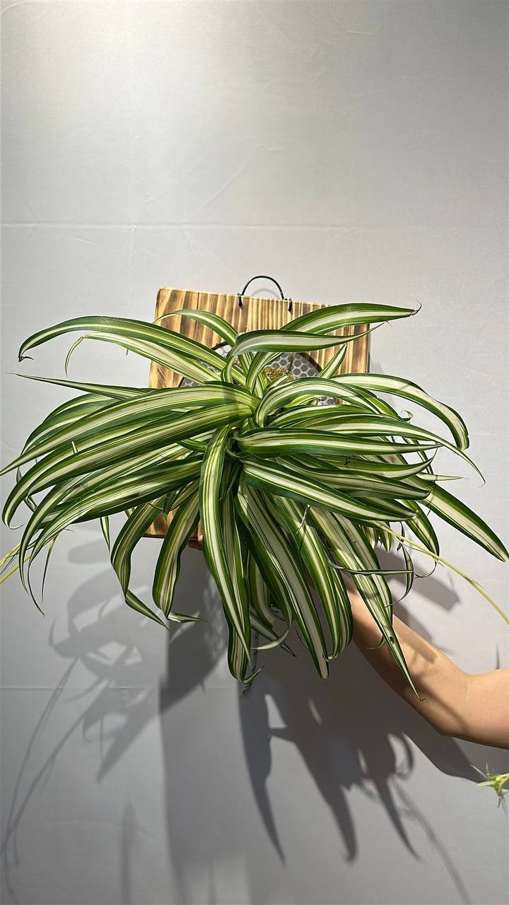 Variegated Spider Plant - View 1